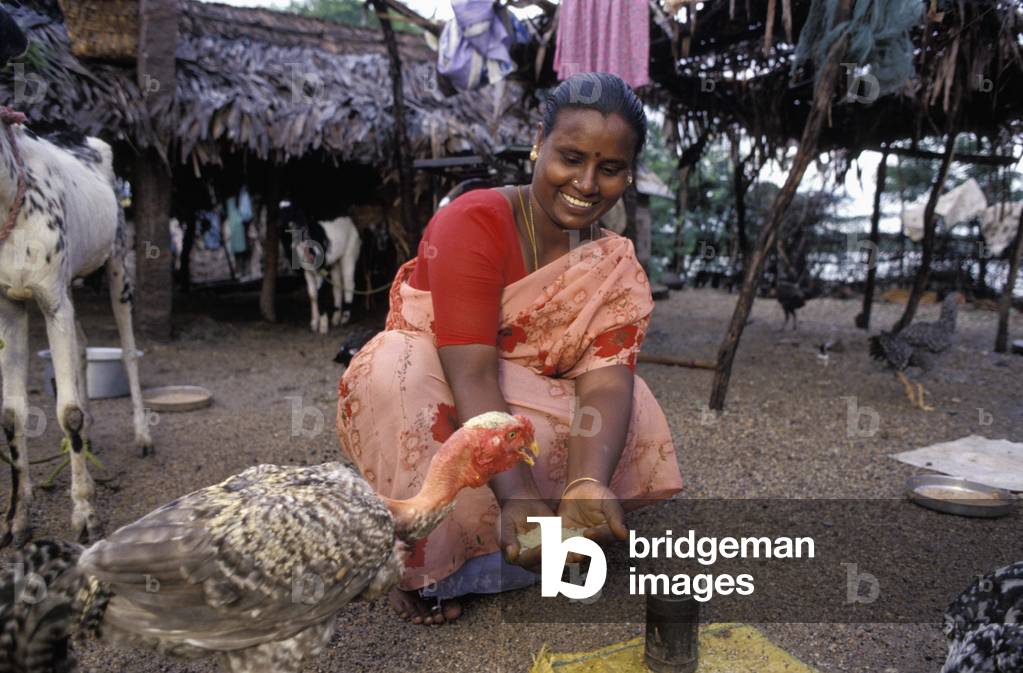 India, Saraswathi Woman Feeding Poultry, Nagalapuram (photo)