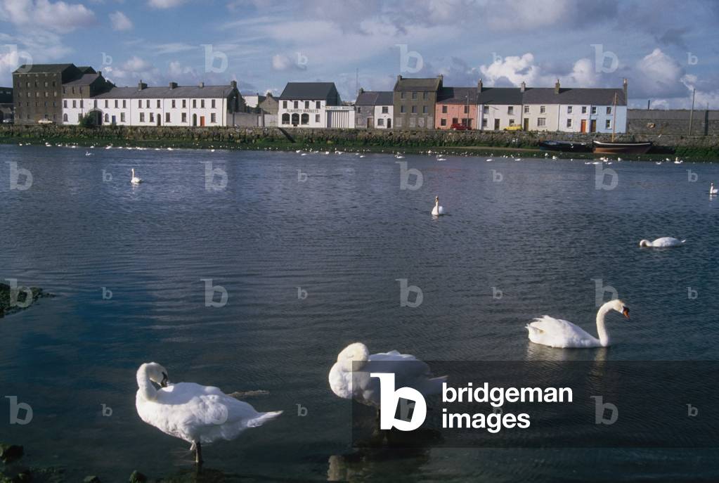 Galway, Co Galway, Ireland; Swans In Galway Harbour (photo)