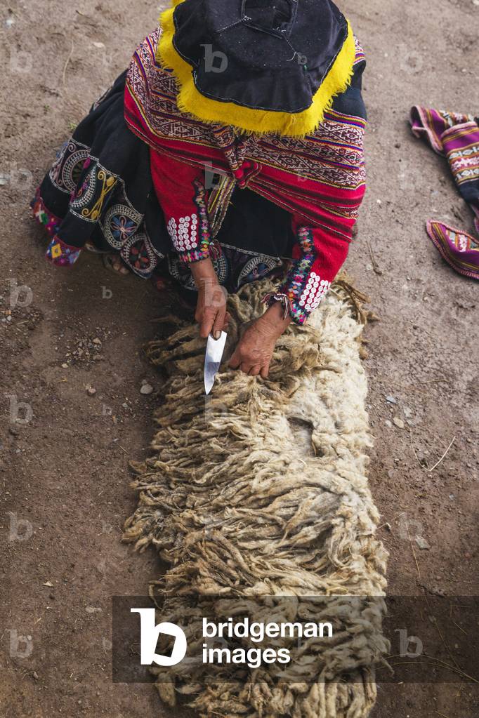 Weaver preparing sheep fleece for spinning to wool in Amaru community of Sacred Valley near Urubamba, Cusco, Peru (photo)