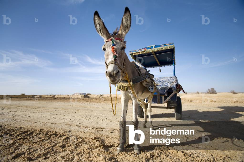 A Donkey and Cart (photo)