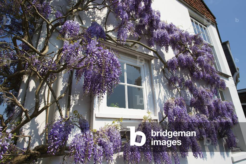 House with wisteria in bloom, Winchester, Hampshire, England, UK  (photo)