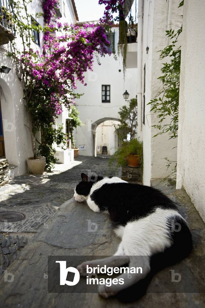 Cat Resting on Step (photo)