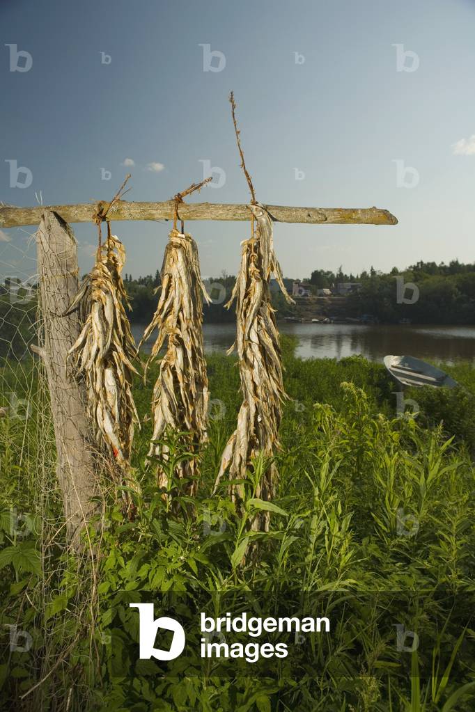 Subsistence Caught Smelt Drying On Fish Rack Along Kuskokwim River Tuluksak Western Alaska Summer (photo)