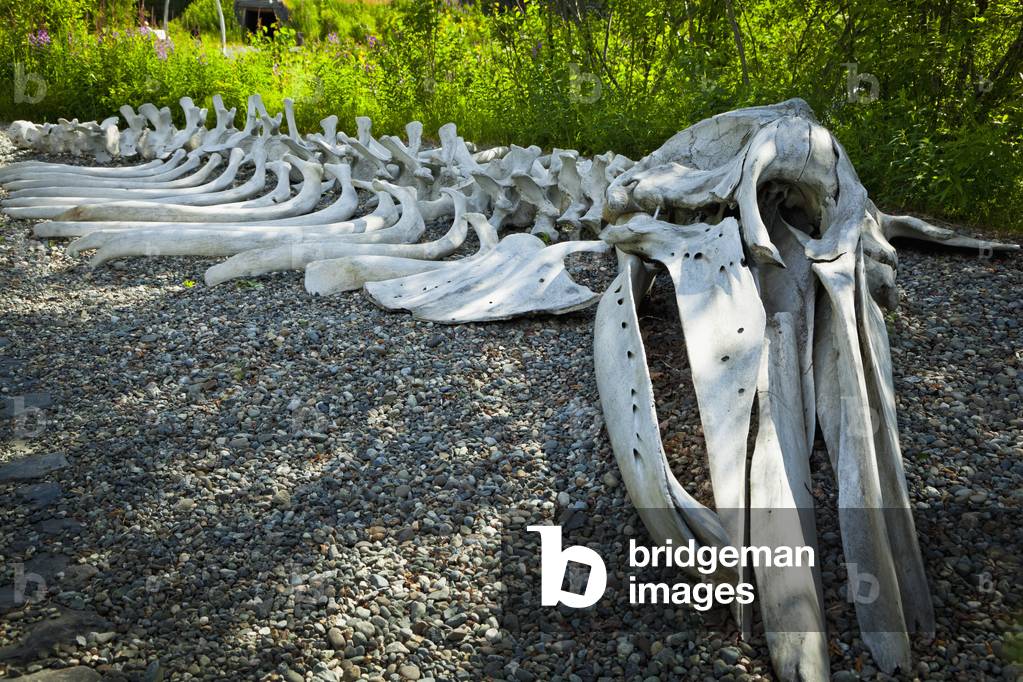 Gray Whale bone exhibit at the Alaska Native Heritage Center, Anchorage, Southcentral Alaska, Summer (photo)