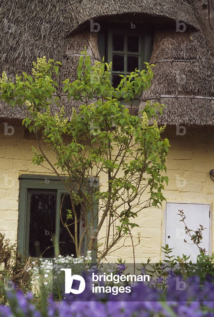Window and Thatched Roof, Skendleby, UK (photo)