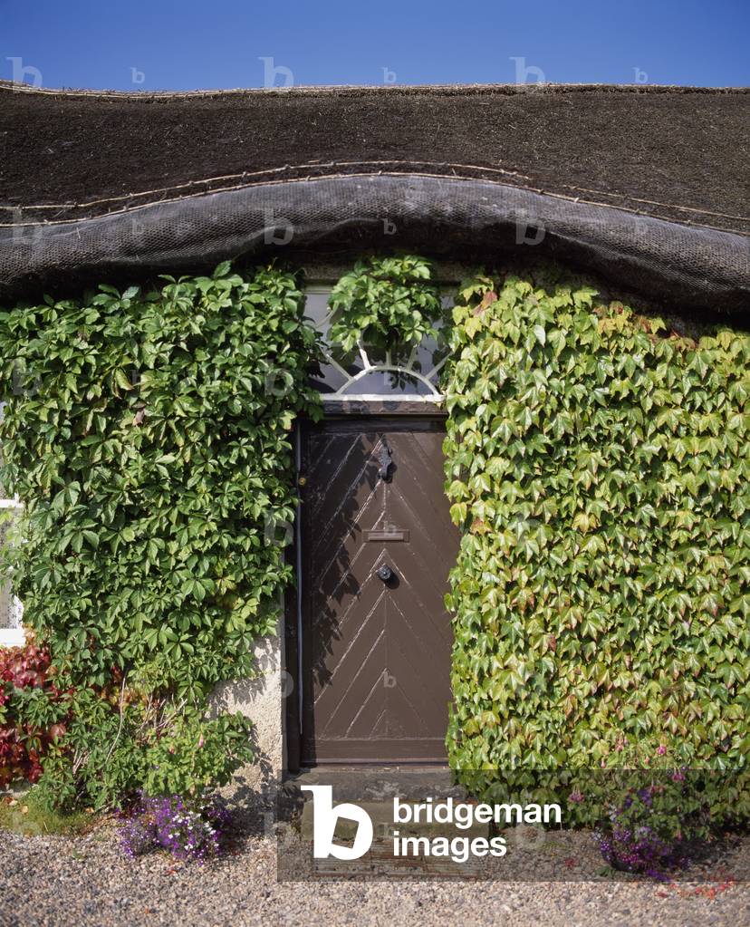 Londonderry,Co Derry,Northern Ireland;Ivy Covered House (photo)