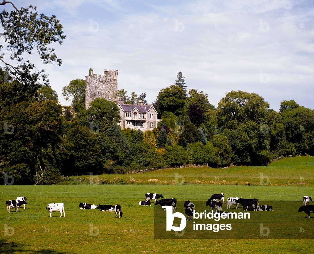 Ballyhooley, Co Cork, Ireland; Friesian Cattle (photo)