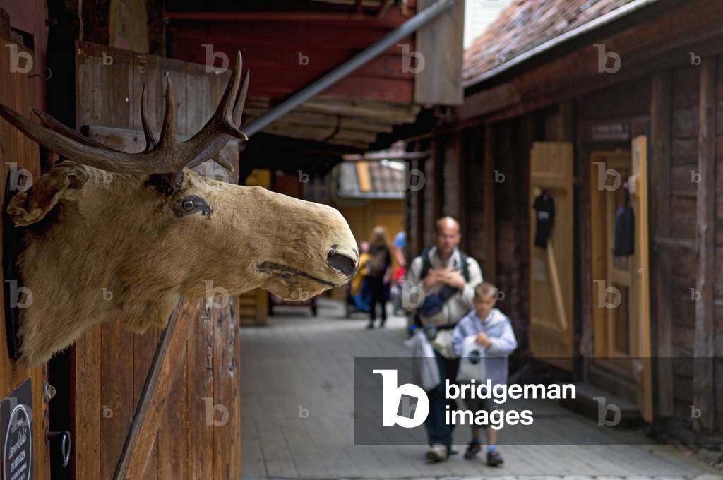 Hordaland. Norway, Stuffed moosehead at historic warehouses on Bryggen Wharf, Bergen (photo)