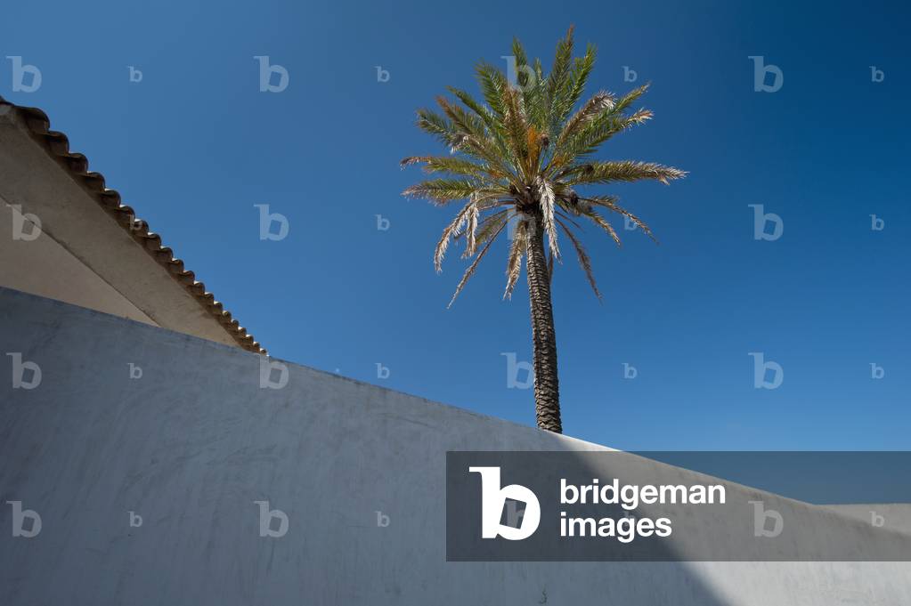 Spain, Ibiza, Palm tree growing above wall in Dalt Vila, Ibiza Town (photo)