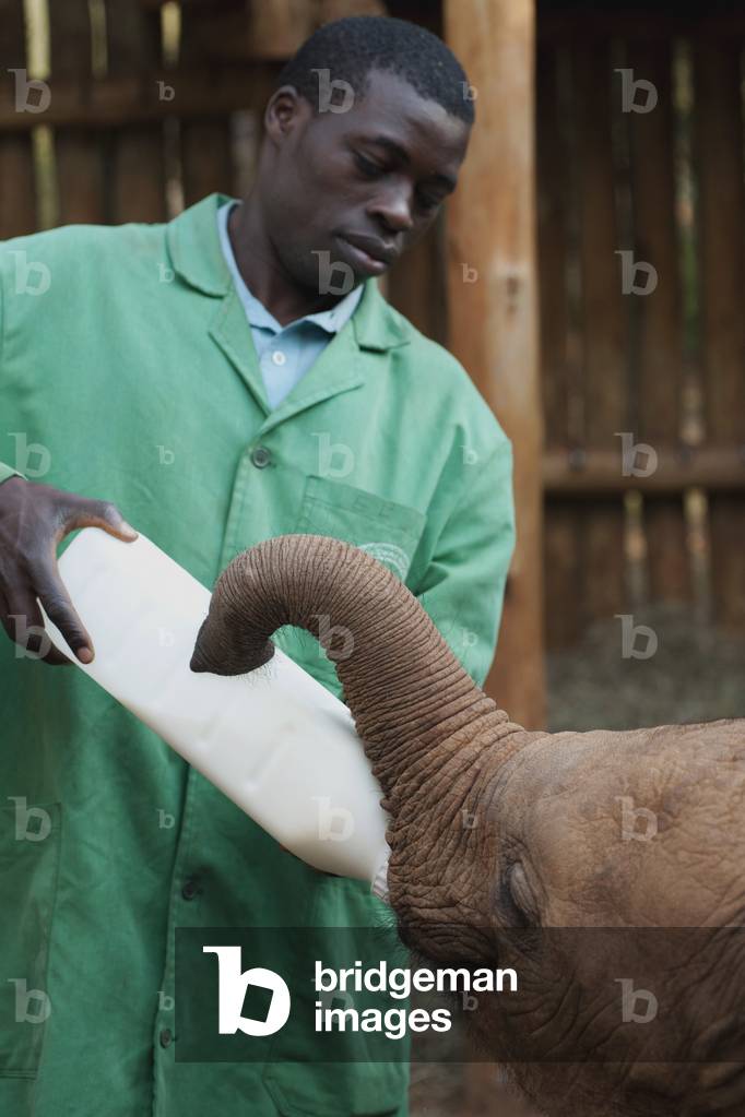 Man Feeding Baby Elephant, Kenya, Africa (photo)