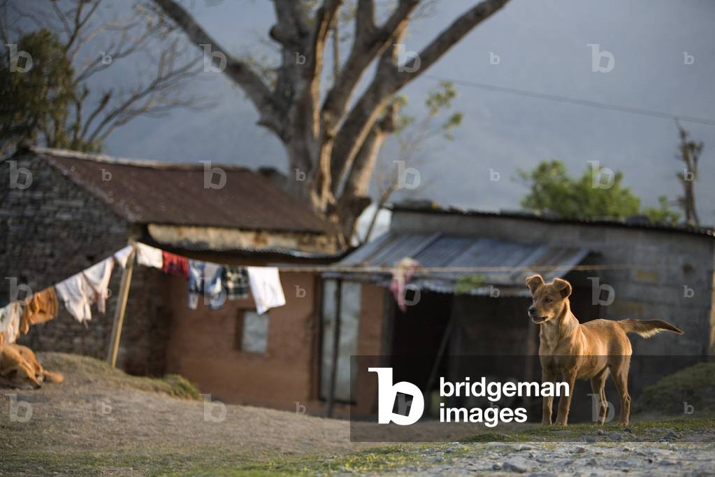 Dog Standing to Attention outside House, Pokhara, Nepal (photo)