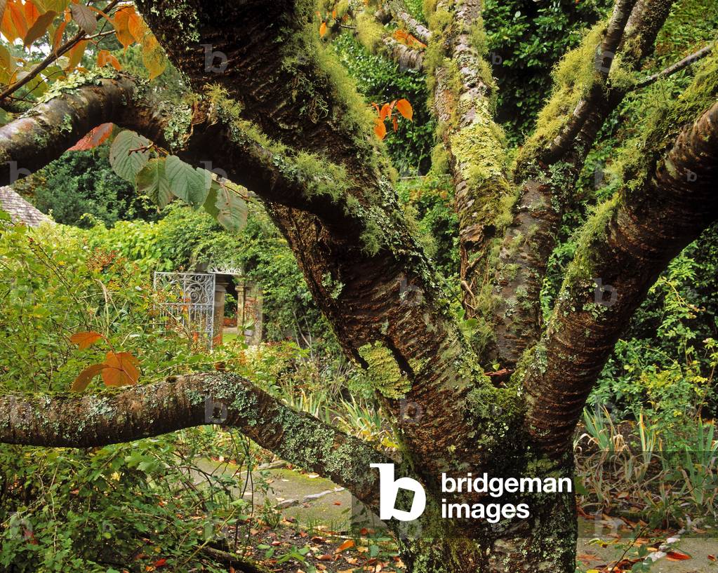 Lichen Covered Apple Tree, Walled Garden, Ilnacullin, Co Cork, Ireland (photo)