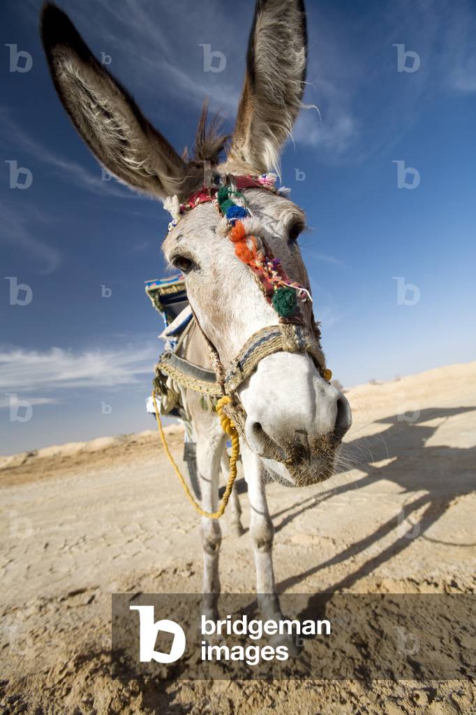 A Donkey and Cart, Siwa, Egypt, Africa (photo)