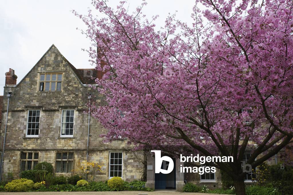 House and tree full of pink blossoming, Winchester, Hampshire, England, UK  (photo)