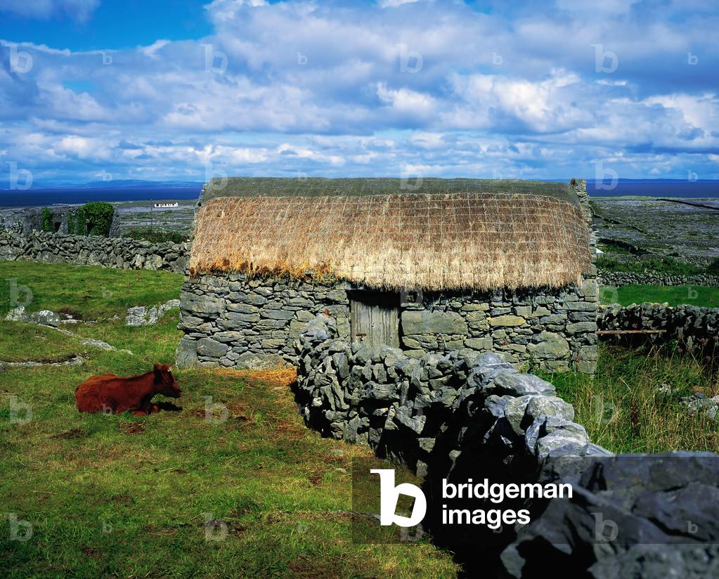 Inishmaan, Aran Islands, Co Galway, Ireland; Thatched Cottage And Cow (photo)