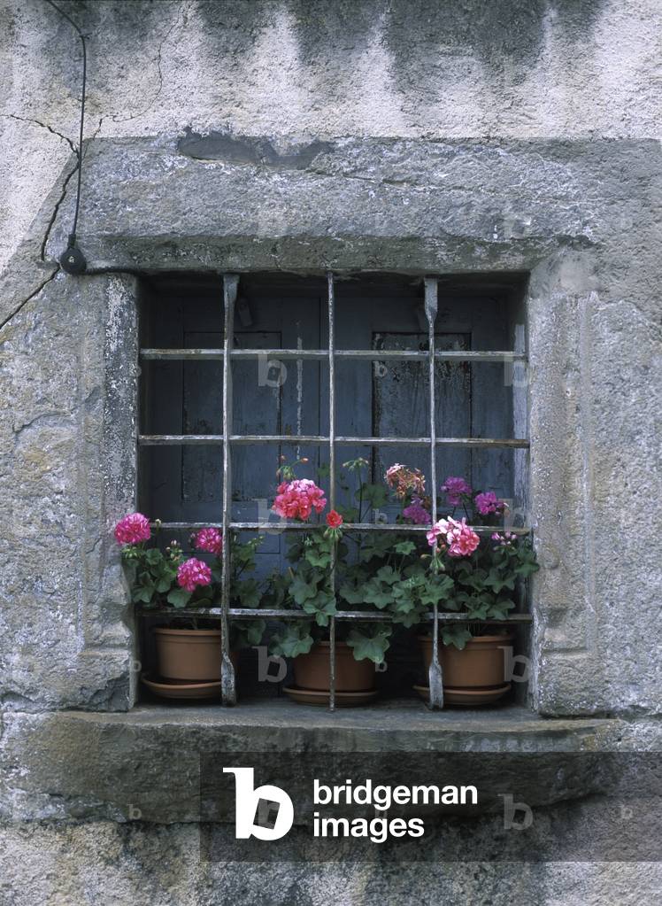 Geraniums in Window of Old House in Torla Village in the Pyrenees, Aragon, Spain (photo)