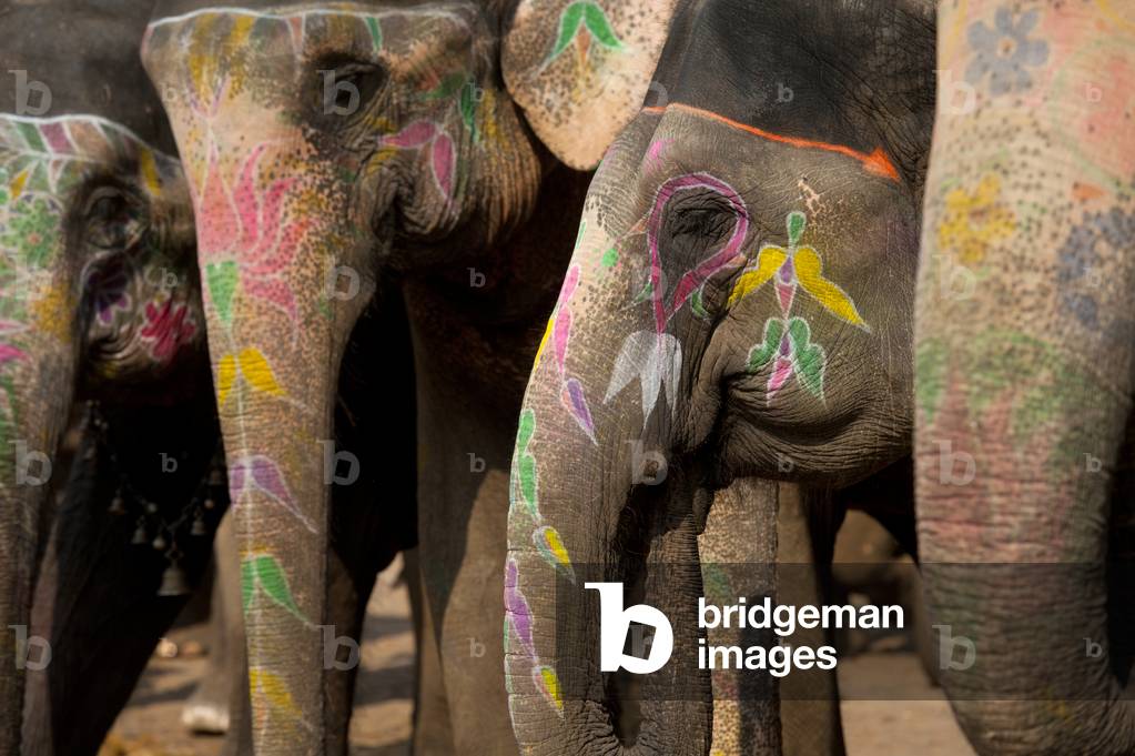Elephant, Amber Fort, Amer, Jaipur, India (photo)