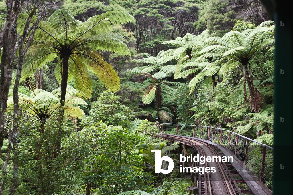 Narrow Railroad Track in Forest, New Zealand (photo)