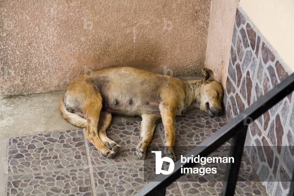Patzicia, Guatemala, Central America, Stray Dog Sleeping in Stairwell (photo)