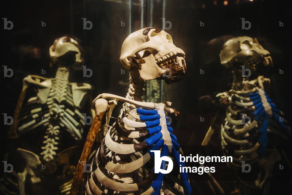 Exhibits of prehistoric human ancestor remains in the National museum, Addis Ababa, Ethiopia (photo)
