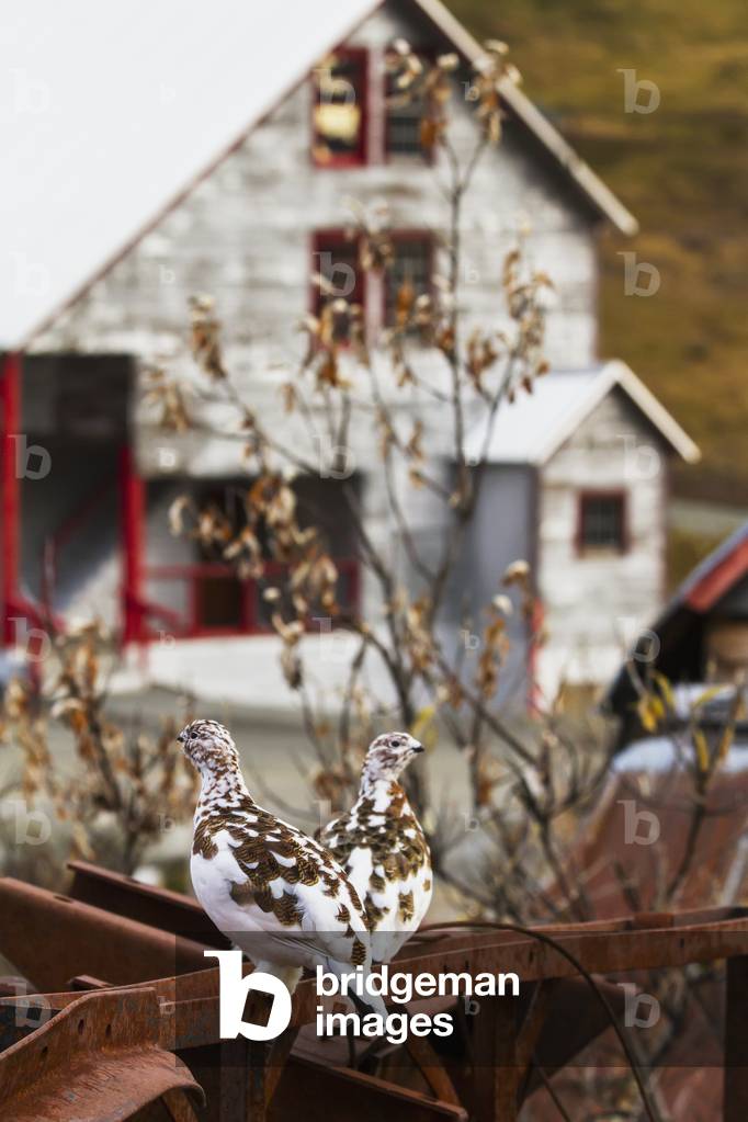 Willow Ptarmigan in autumn plumage perched on old mining equipment, Independence Mine, Hatcher Pass, Southcentral Alaska, USA (photo)