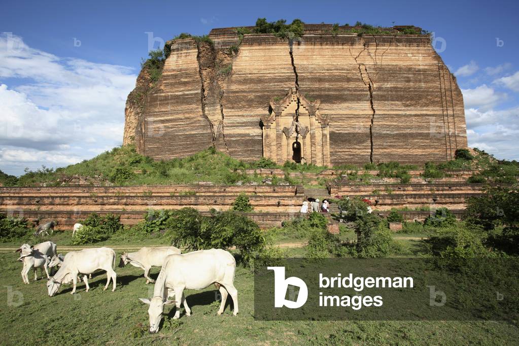 Burma/Myanmar, Cows on pasture with Unfinished Pagoda in background, Mingun (photo)