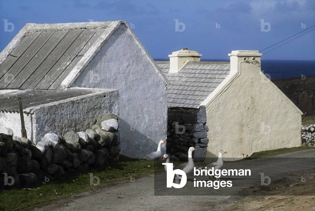 Geese In Ireland (photo)