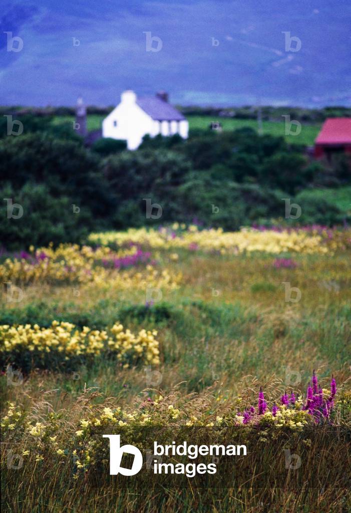 Ballyvaughan, Co Clare, Ireland, The Burren (photo)