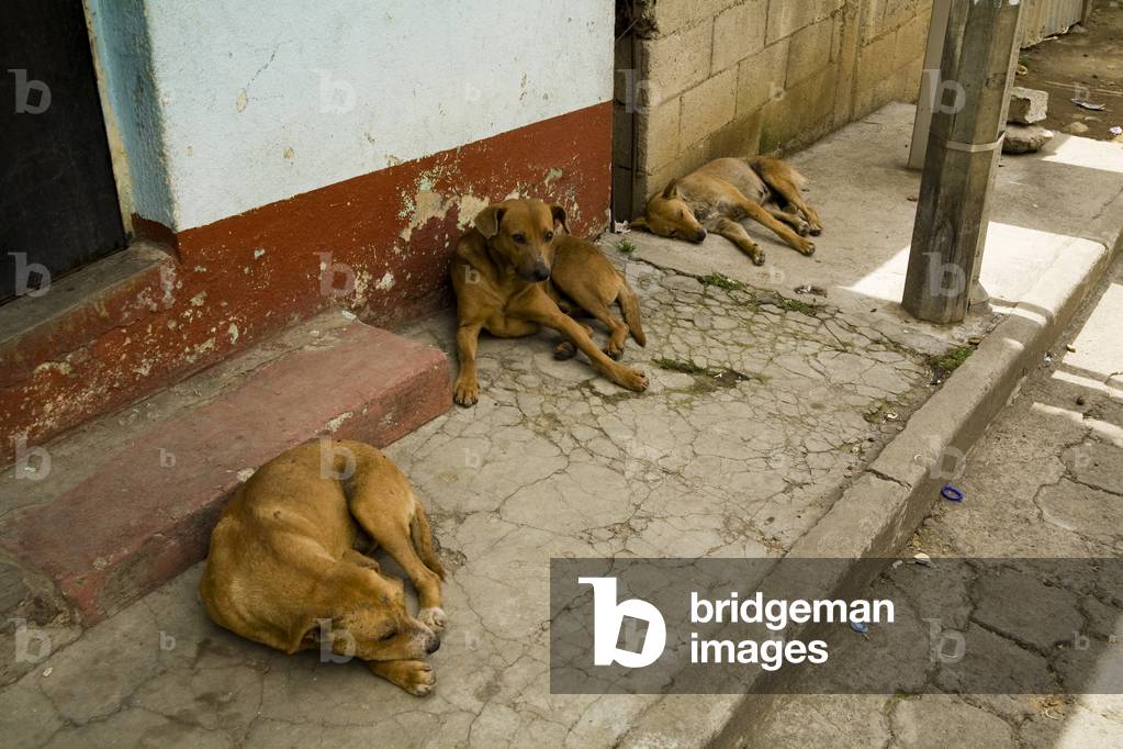 Patzicia, Guatemala, Central America, Stray Dogs Resting in the Shade (photo)