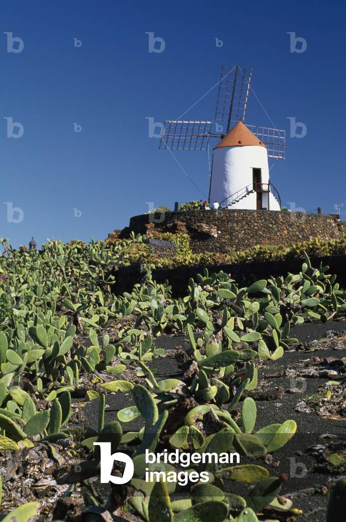 Cactus Garden and Windmill (photo)