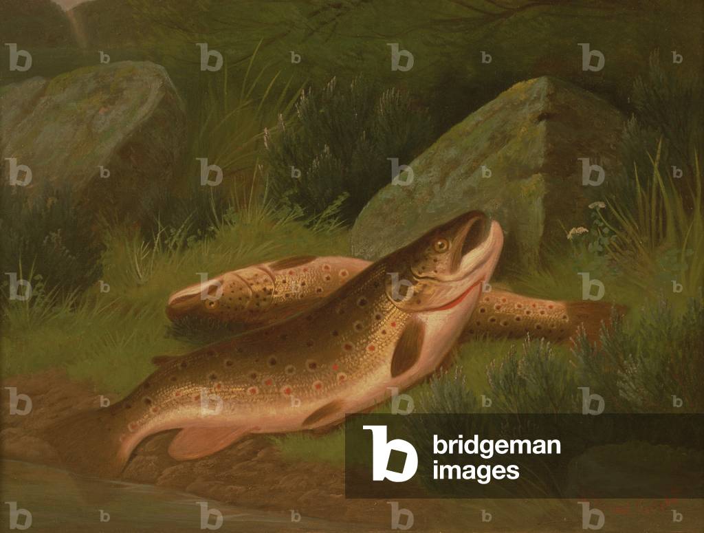 Brown Trout