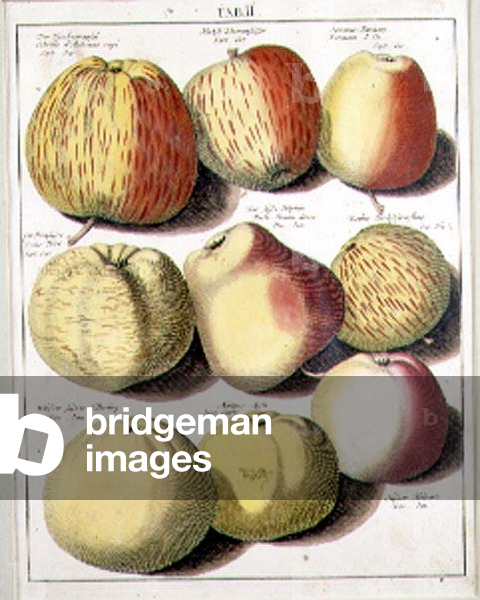 Apples by Seligman, 18th century (coloured engraving)