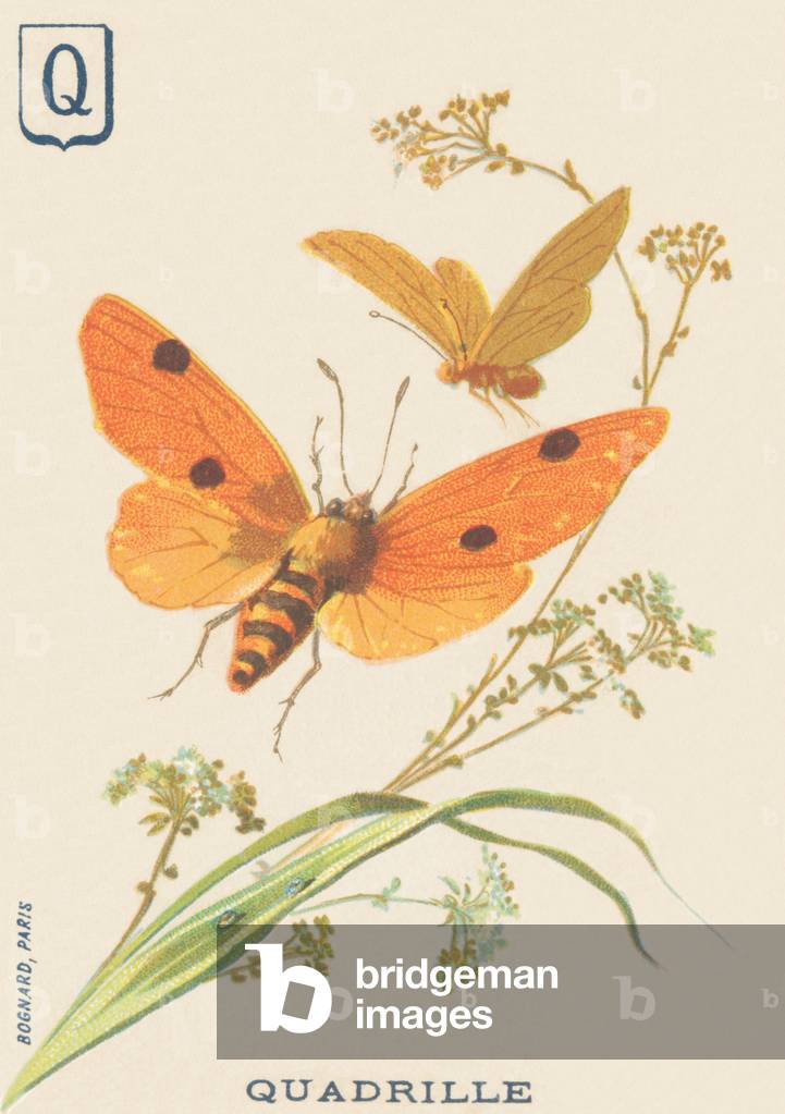 Q: Quadrille (Lithosia quadra or Lithosie quadrille)