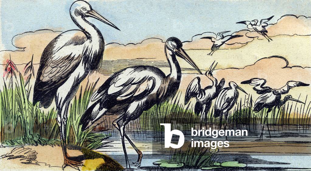 Stork,  in 