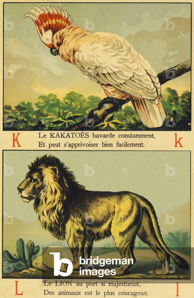 K as Kakatoes and L as Lion