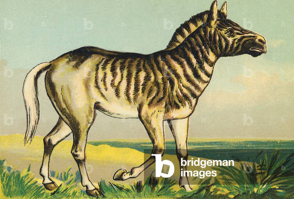 Q as Quagga (or couagga, zebra subspecies dyed in 1883)
