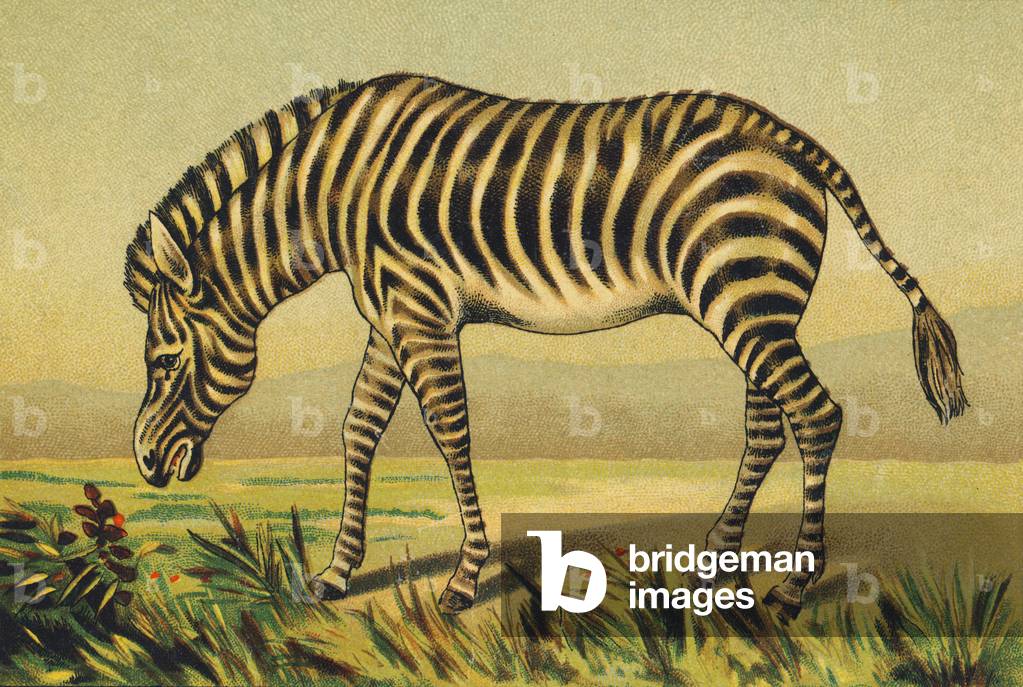 Z as Zebra