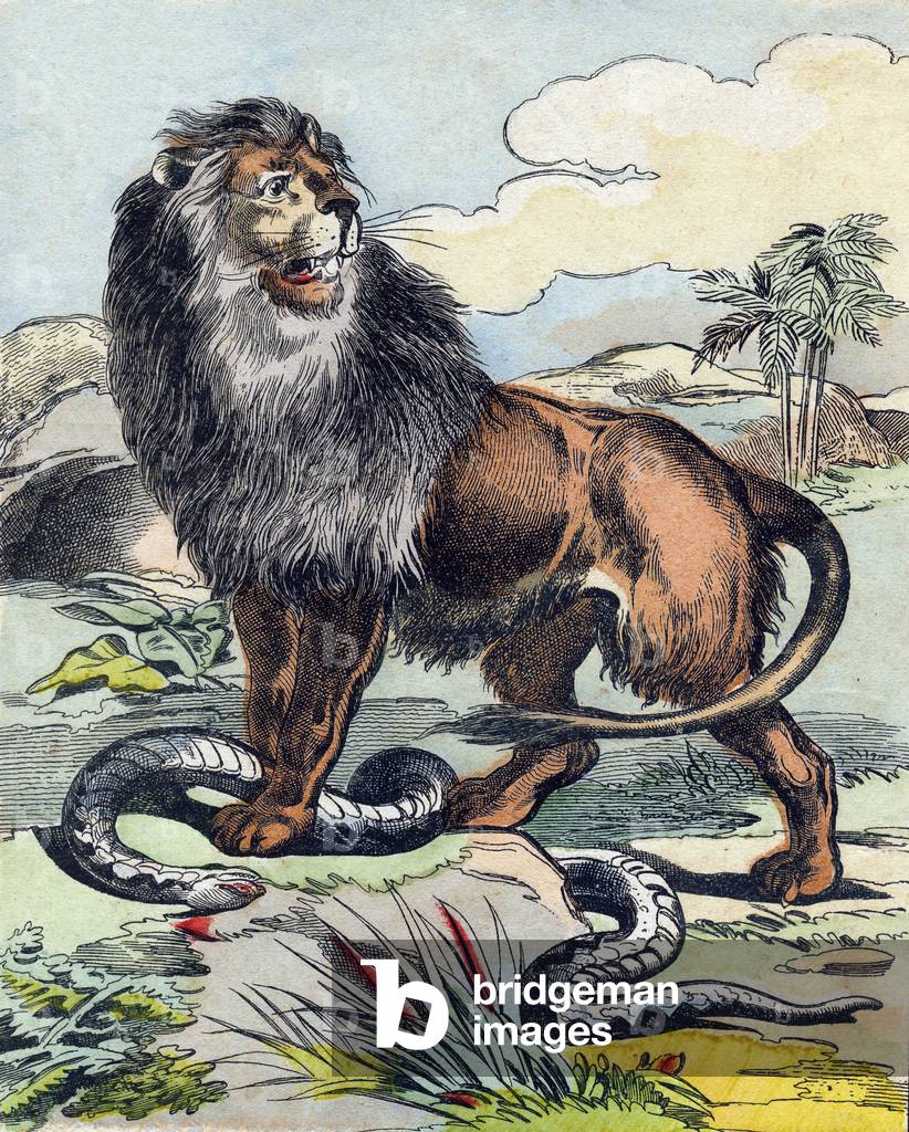 The lion,  in “Buffon Alphabet des Animaux