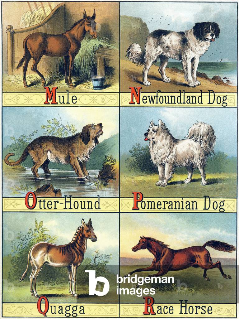Letters M, N, O, P, Q and R: Mule; Newfoundland Dog (Newfoundland Dog); Otter-Hound (Otterhound (Otter Hound) or Common Dog used to hunt otters); Pomeranian Dog (Pomeranian Loulou); Quagga (or Couagga, under the species of zebra withered in 1883); Race Horse - “Picture Alphabet of Horses and Dogs” 1887 (lithograph)