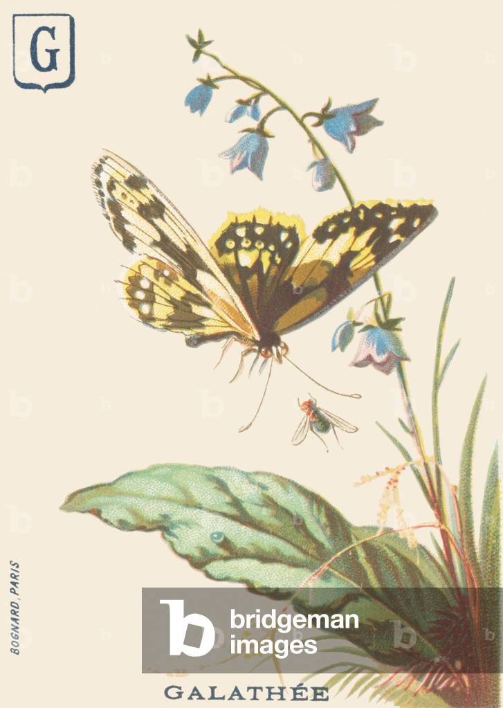 G: Galathee (Melanargia galathea or Satyre half mourning)