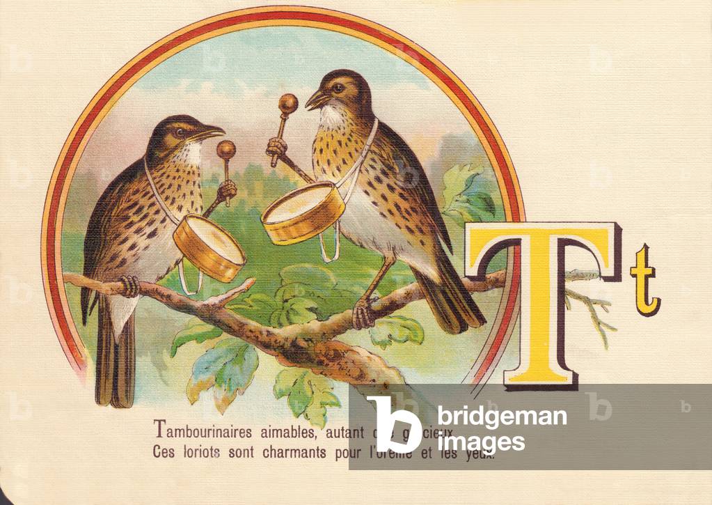 T: Tambourinarians kind, as much as graceful, These loriots are charming for the ear and eyes