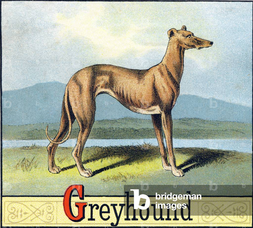 Letter G: Greyhound (Levrier) - “Picture Alphabet of Horses and Dogs” 1887 (lithograph)