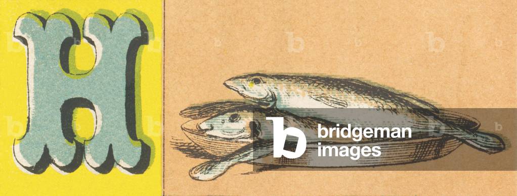 H: Herrings are fishing by billions; they come from the North Seas