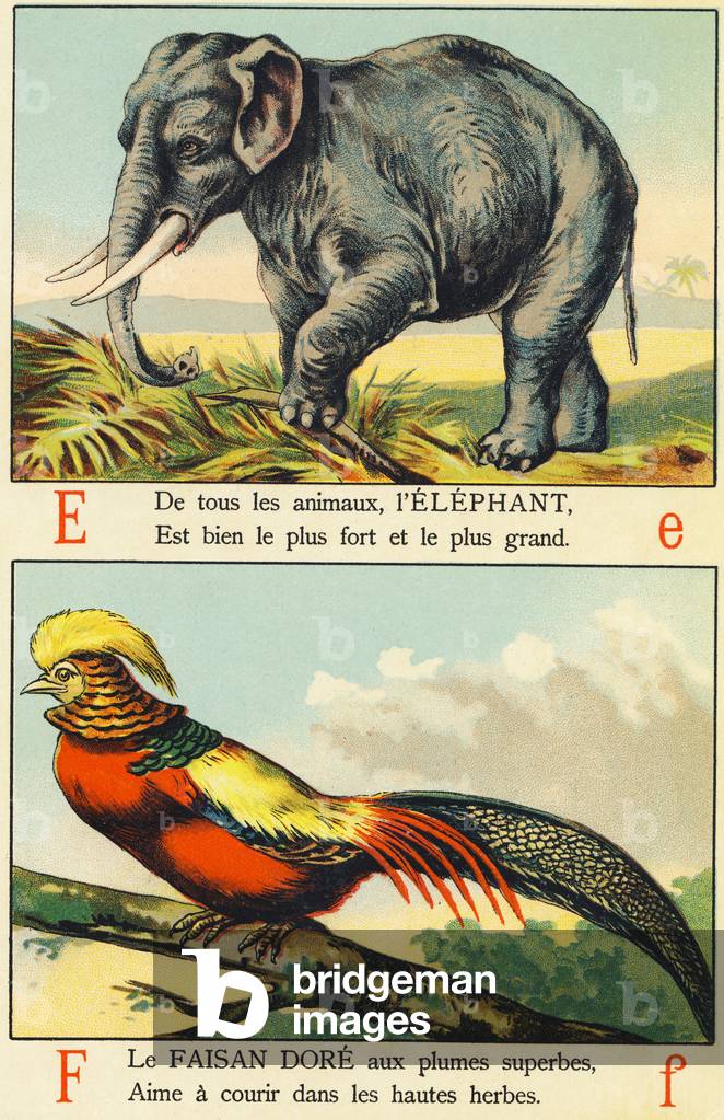 E as Elephant and F as Gold Pheasant