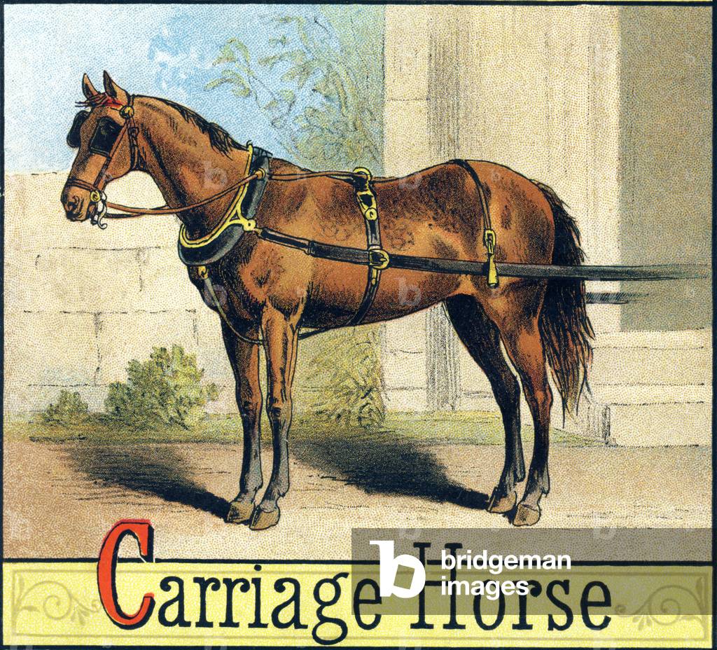 Letter C: Carriage Horse - “Picture Alphabet of Horses and Dogs” 1887 (lithograph)