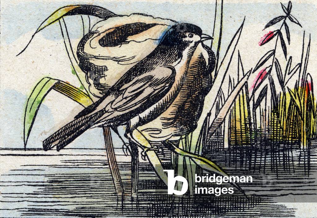 Warbler,  in 