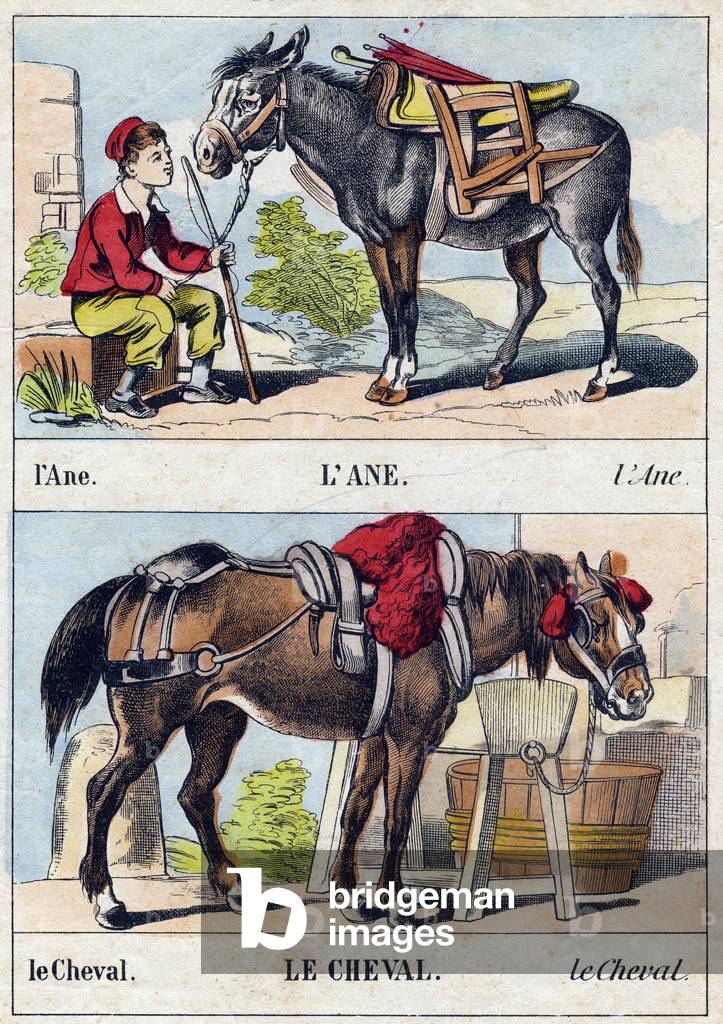 The donkey and the horse,  in “Buffon Alphabet des Animaux