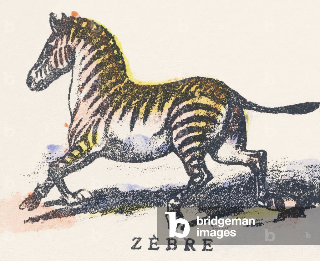 Z: zebra