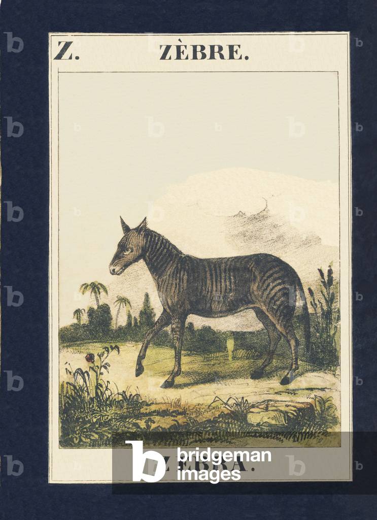 Z: Zebre