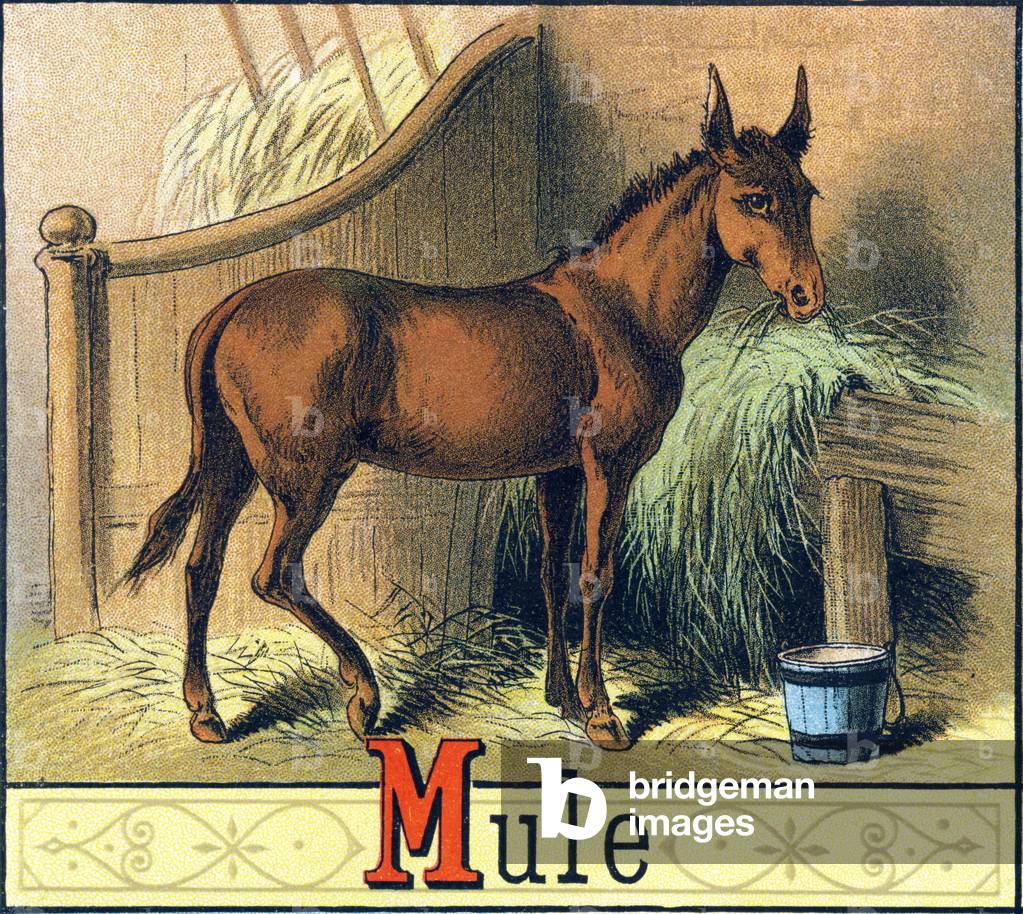 Letter M: Mule - “Picture Alphabet of Horses and Dogs” 1887 (lithograph)